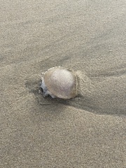 Polyorchis penicillatus