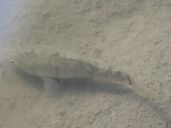 Cyprinodon variegatus