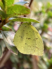 Eurema mandarina