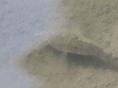 Cyprinodon variegatus