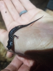 Plethodon albagula
