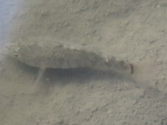 Cyprinodon variegatus