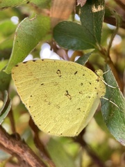 Eurema mandarina