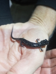 Plethodon albagula