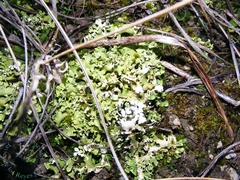 Cladonia foliacea
