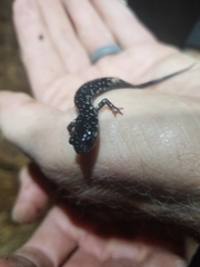 Plethodon albagula