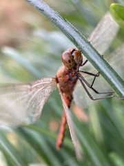 Sympetrum frequens