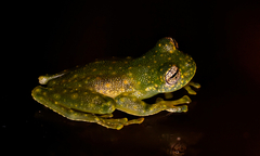 Sachatamia albomaculata