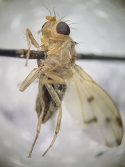 Lauxanioidea