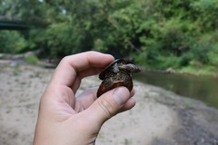 Sternotherus peltifer