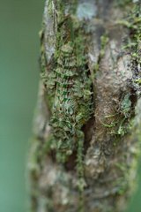 Phricta spinosa