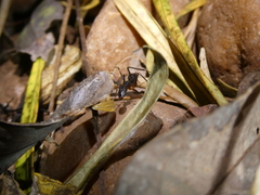 Camponotus etiolipes