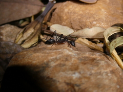 Camponotus etiolipes