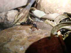 Camponotus etiolipes
