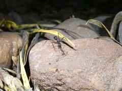 Camponotus etiolipes