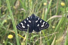 Phalaenoides tristifica