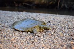 Apalone spinifera aspera