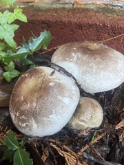 Agaricus deardorffensis