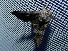 Lacanobia contigua