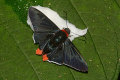 Aspitha agenoria