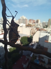Pachylis argentinus