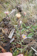 Erigeron acris