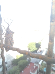 Pachylis argentinus