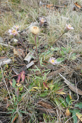 Erigeron acris
