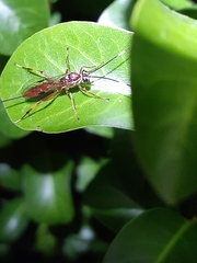 Cryptinae