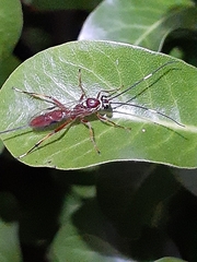 Cryptinae