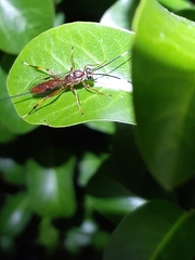 Cryptinae