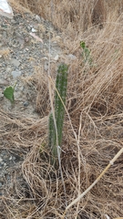 Corryocactus melanotrichus