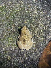 Oreophryne frontifasciata