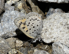 Lycaena cupreus
