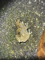 Oreophryne frontifasciata