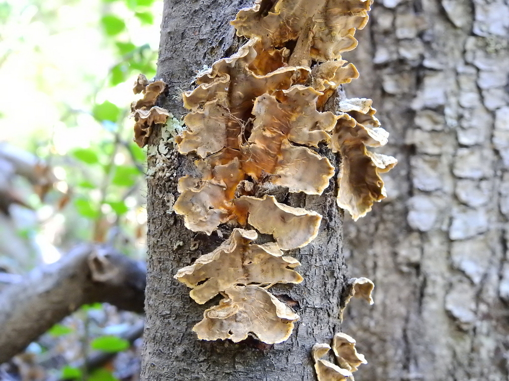 Stereum hirsutum · March 2022 · photo: © guille (iNaturalist, cc-by)