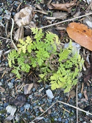 Geranium robertianum