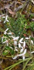 Olearia myrsinoides