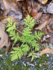 Geranium robertianum