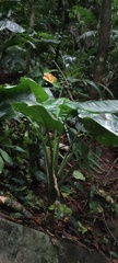 Epipremnum