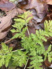 Geranium robertianum