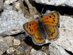 Lycaena cupreus