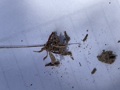 Androsace occidentalis