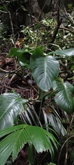Epipremnum