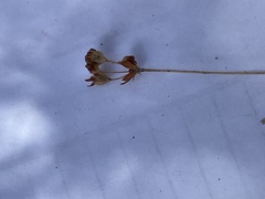 Androsace occidentalis