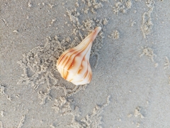 Sinistrofulgur pulleyi