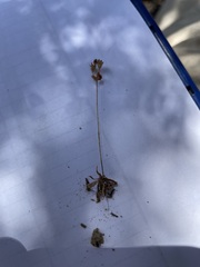 Androsace occidentalis