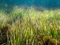 Zostera