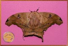 Titaea tamerlan tamerlan