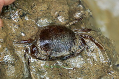 Heterotremata